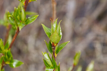 Close up of Budding Leaves