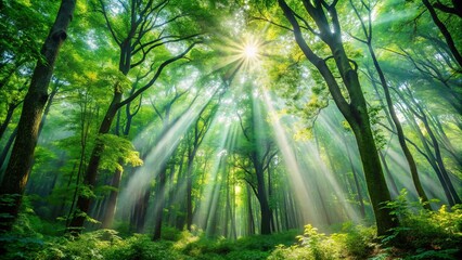 Obraz premium Sunlight Pierces the Canopy of a Lush, Verdant Forest, Bathing the Undergrowth in a Golden Glow