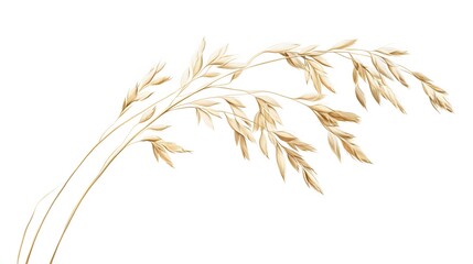 Oat plant isolated on white without shadow clipping path. 
