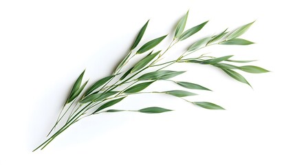 Obraz premium Oat plant isolated on white without shadow clipping path. 