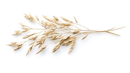 Oat plant isolated on white without shadow clipping path. 