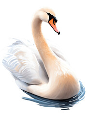 Swan hand drawn paint art illustration painting isolated white background transparent png