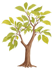 Obraz premium Walnut tree hand drawn paint art illustration painting isolated white background transparent png