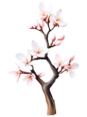 Fototapeta premium Almond tree hand drawn paint art illustration painting isolated white background transparent png