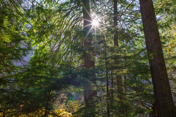 Settler's Grove of Ancient Cedars