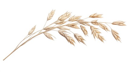Oat plant isolated on white without shadow clipping path. 
