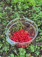 Clear Plastic Bucket with Wild Cherries on Grassy Dirt Ground