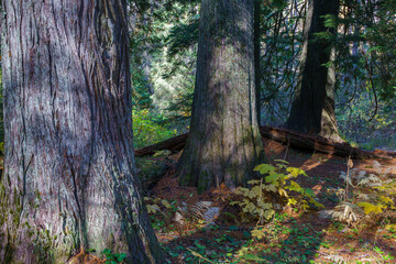 Settler's Grove of Ancient Cedars