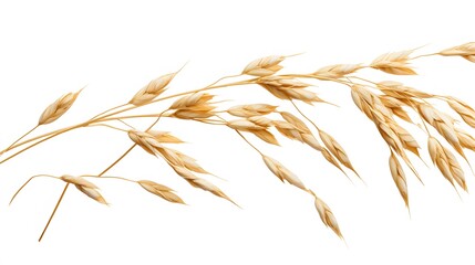 Oat plant isolated on white without shadow clipping path. 