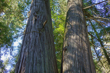 Settler's Grove of Ancient Cedars