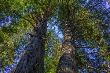 Fototapeta premium Settler's Grove of Ancient Cedars