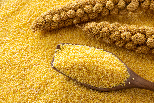 cloes up a spoonful of glutinous millet grains on a pile of yellow millet with millet ears.