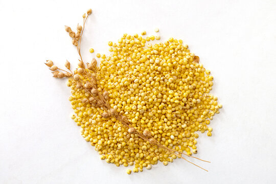 proso millet with panicle of glutinous broomcorn millet on white background