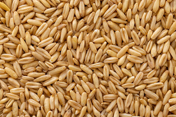 close up of oat grains.