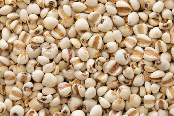 close up of coix seeds or Chinese pearl barley rice.