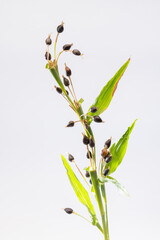 Job's tears plant on a white background.