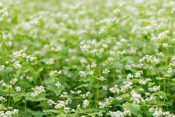 flowers of buckwheat in buckwheat field.