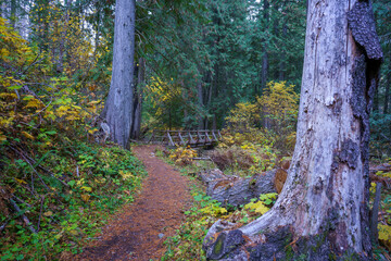 Settlers Grove of Ancient Cedars