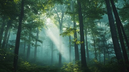 Obraz premium Sunbeams through misty, green forest.