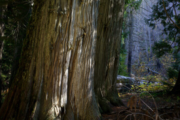 Settlers Grove of Ancient Cedars