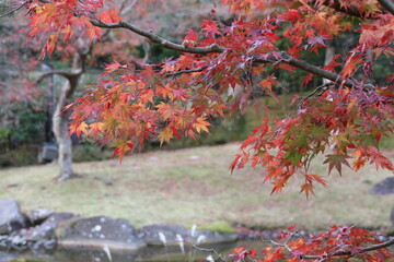 鎌倉、秋の風景。紅葉する円覚寺の風景。妙香池。