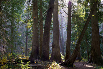 Obraz premium Settlers Grove of Ancient Cedars