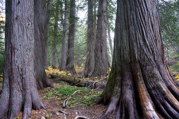 Settlers Grove of Ancient Cedars