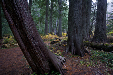 Settlers Grove of Ancient Cedars