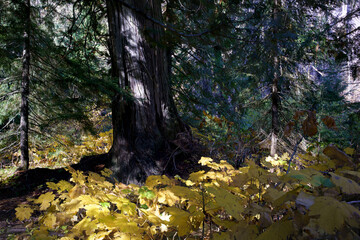 Settlers Grove of Ancient Cedars