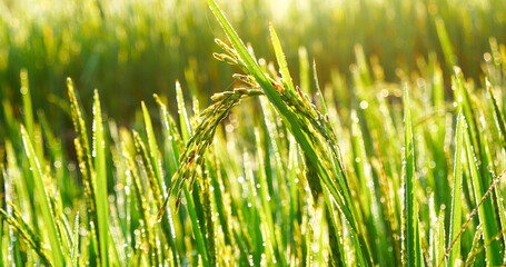 Rice Field Green agriculture ecosystem Asian rice paddy field Vietnam green farm. Harvest agriculture planting cultivation golden green rice terraces in organic farm with tropical natural sunrise.