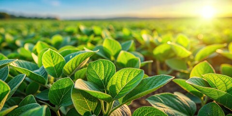 Macro green leaf soybean growth in farm agriculture background