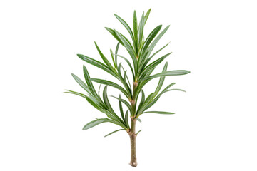 Obraz premium rosemary, herb, isolated, green, plant