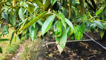 Close up of fresh green durian leaves on the branch in the garden at Mekong Delta Vietnam. Plantation and Agriculture concept.
