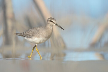 Wild grey-tailed tattler (Tringa brevipes) foraging with a mangrove habitat background