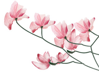 Magnolia watercolor flowers illustration botanical art summer pink flowers, leaves elements on white background greeting card, wedding poster, invite template.