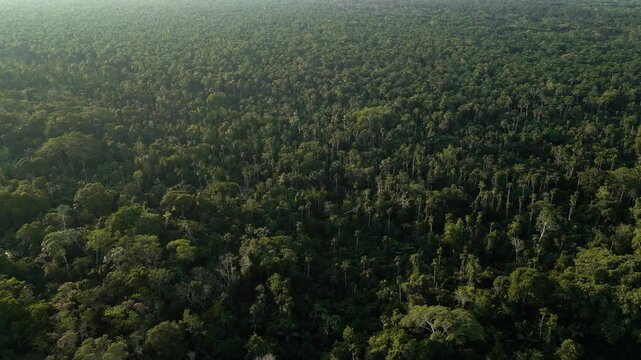 Aerial view of the Amazon rivers of the Peruvian jungle, a drone view of the Amazon rainforest surrounded by water