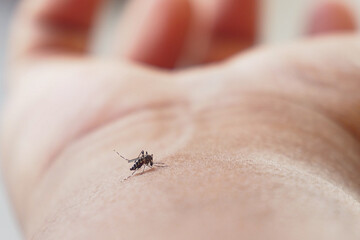 A closeup image of a mosquito feeding on a human hand in natural light for photography