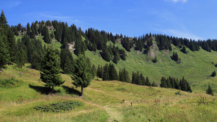 Alpine Meadows And Trees In Summer