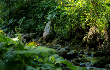 Shore Of A Small Mountain Creek