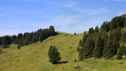 Hill Slope In Summer