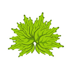 green leaf isolated on white background