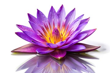 Fototapeta premium Long shot purple waterlily isolated on white background