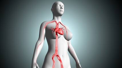 human body heart artery, veins and nerves anatomy. 3d illustration