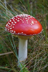 red mushroom