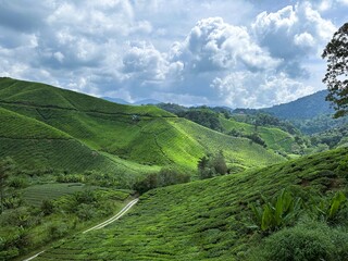 A picturesque tea estate valley stretches beneath a vast sky. The lush green slopes create a...