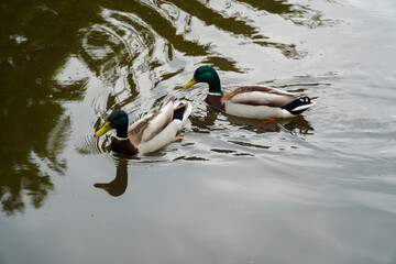 Obraz premium Ducks in the water in Bradgate Park in the UK, during the winter.