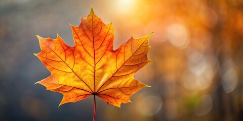 Fototapeta premium Selective focus of orange and yellow maple leaf in autumn season silhouette