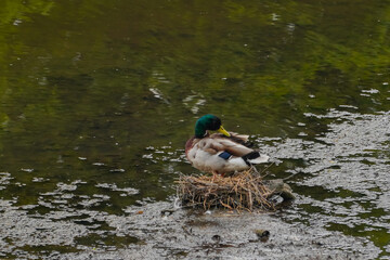 Ducks in the water in Bradgate Park in the UK, during the winter.