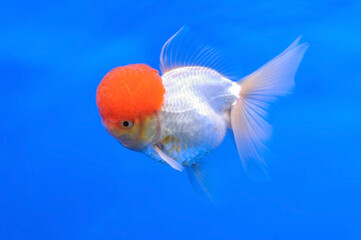 Red and white Lionhead goldfish on isolated blue background.
