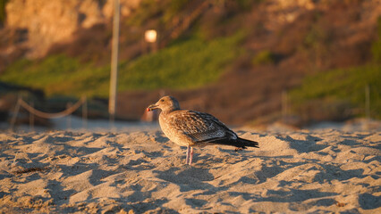 Seagull on the beach